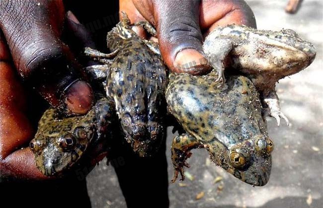 尼日利亚青蛙烧烤大餐