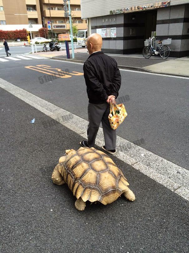 龟仙人现身日本街头