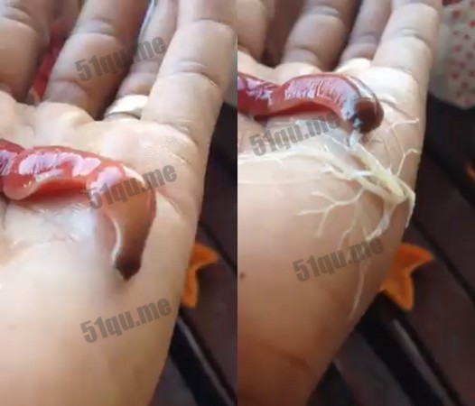 泰国发现可吐丝的神秘巨红蠕虫 