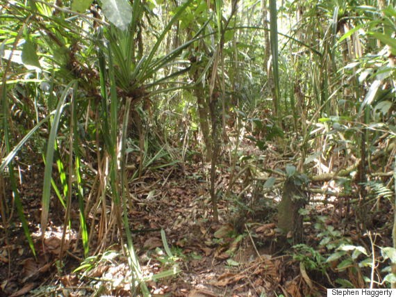 只在钻石上面生长的植物(Pandanus candelabrum)