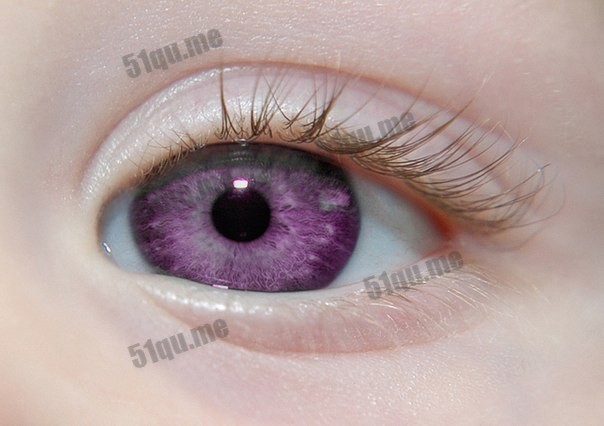 紫色的虹膜