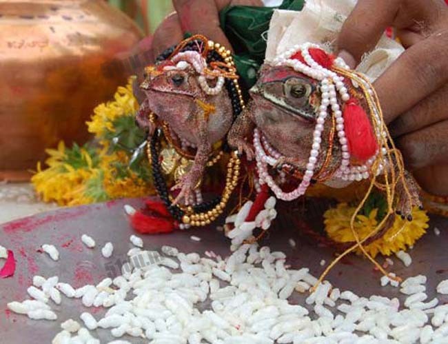 印度小村给青蛙举行婚礼来求雨
