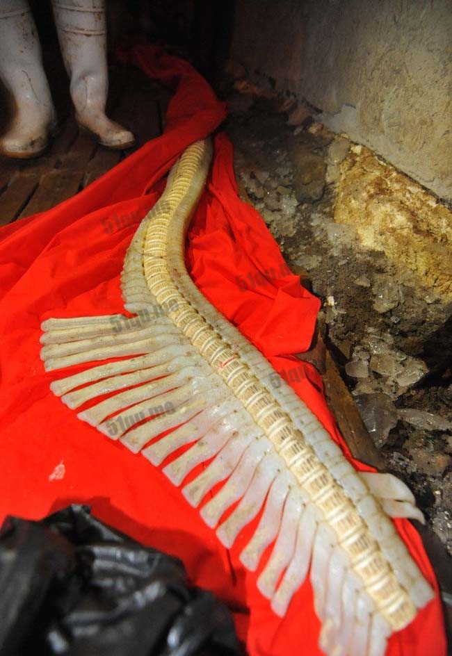 青岛渔民打捞出的海龙鱼骨骸