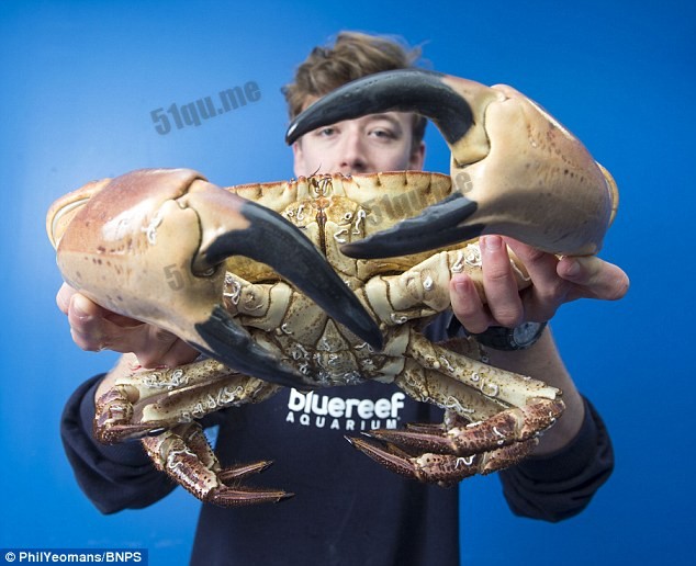 英国捕获双钳可夹碎人手的巨型螃蟹