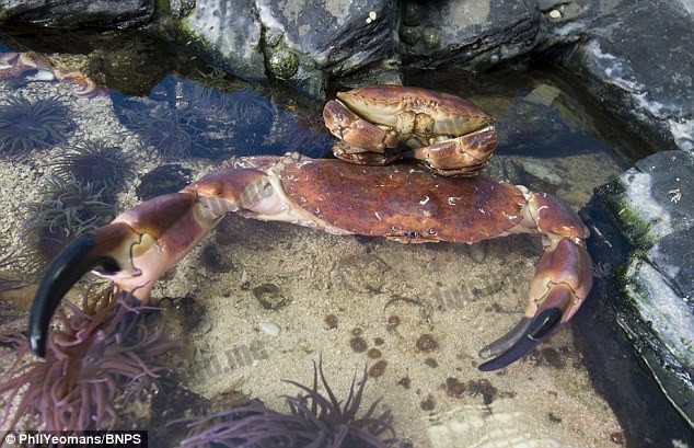 巨型螃蟹