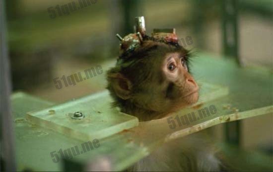 活猴子头部移植