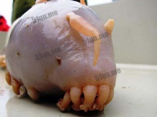 最难看的生物海猪