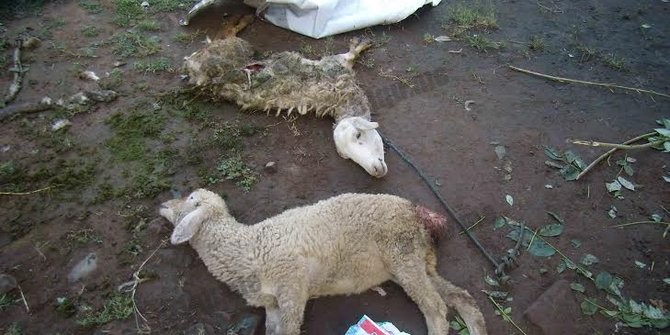 印尼峇里岛7羊遭剥皮心脏不见