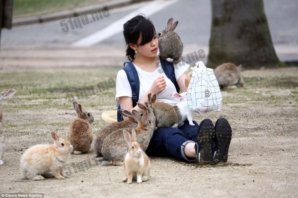 日本兔子岛（Rabbit Island）