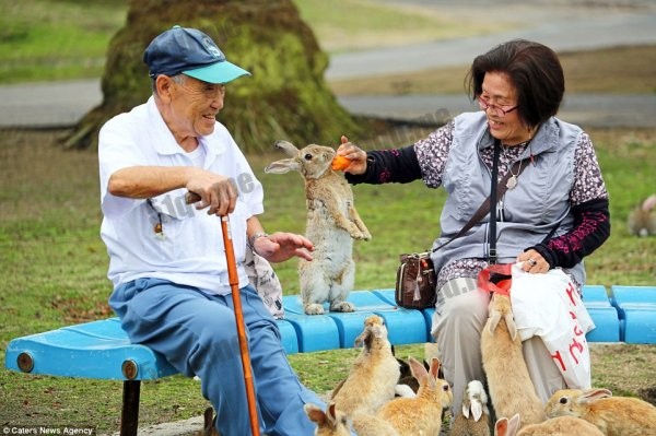 日本兔子岛（Rabbit Island）