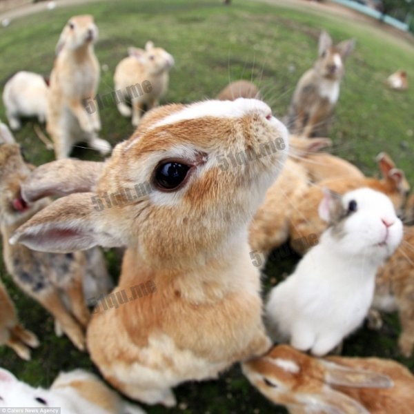 日本兔子岛（Rabbit Island）