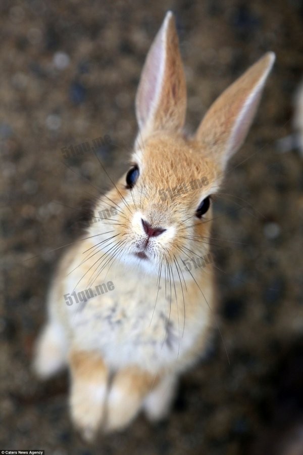 日本兔子岛（Rabbit Island）