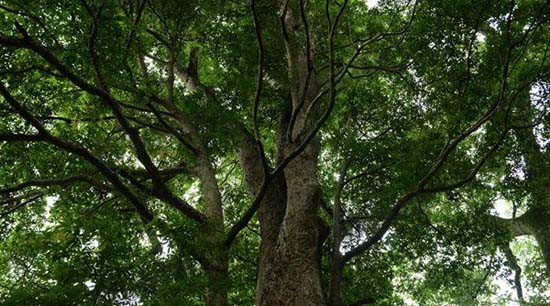 湖南省发现发光树