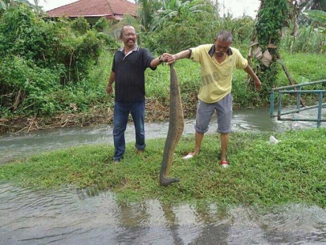 马来西亚抓获体长1米5的巨型水蛭?