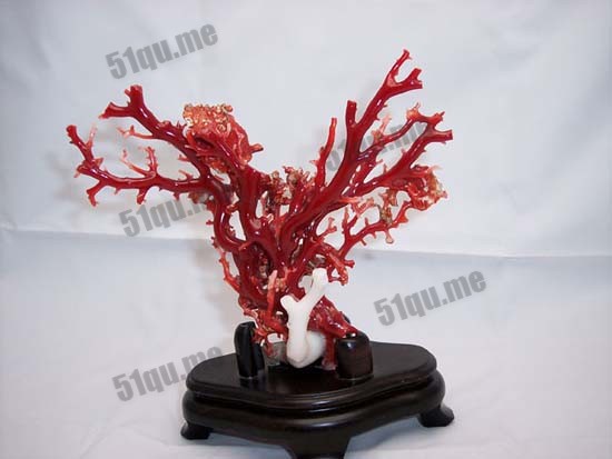 珊瑚树