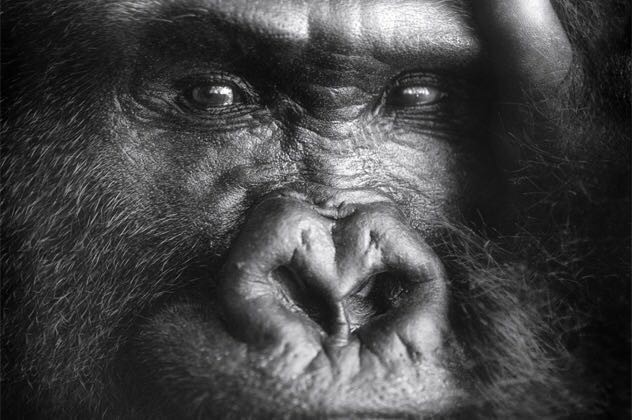 为什么大猩猩会吃腐朽的木头