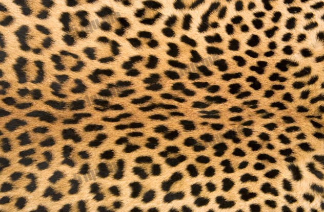 美洲豹社团（The Leopard Society）