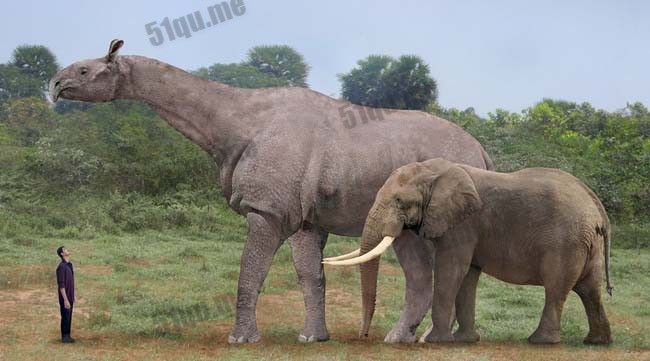 巨犀（Paraceratherium）