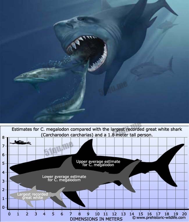 巨齿鲨（Megalodon）