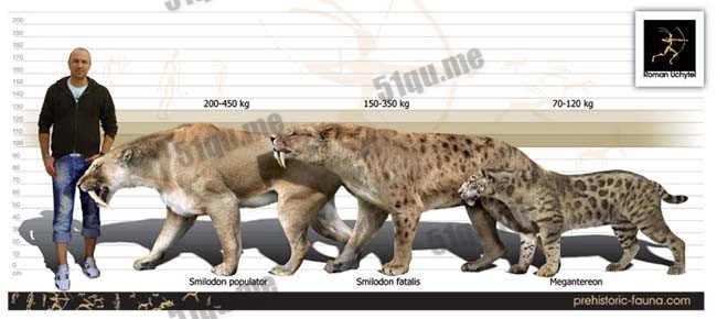 剑齿虎（Smilodon populator ）