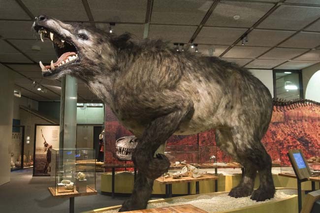 蒙古安德鲁斯中兽（Andrewsarchus mongoliensis）