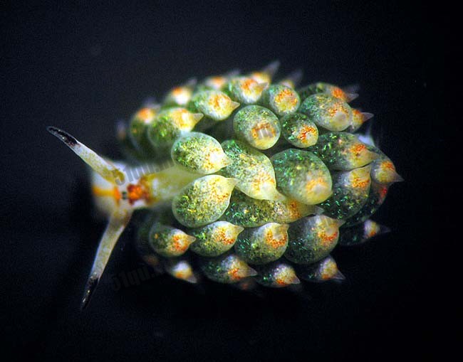自然界中萌物海蛞蝓(Costasiella)