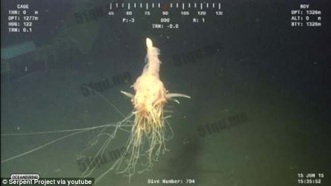 非洲海岸发现深海神秘生物