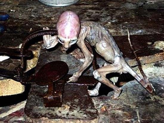 2007年墨西哥捕获的’外星宝宝”