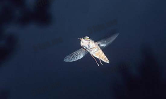 飞虫的翅膀是靠近在物体的前端3分之一处