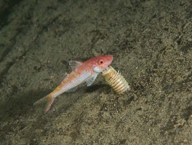 博比特虫（Bobbit worm）