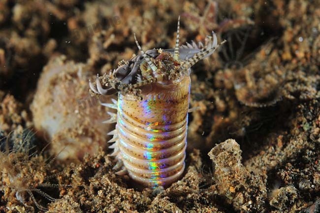 博比特虫（Bobbit worm）