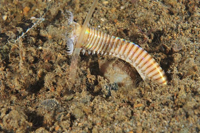 博比特虫（Bobbit worm）