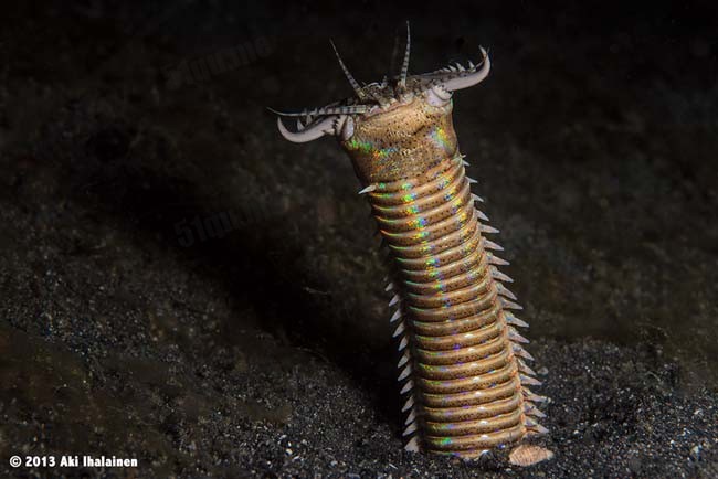 博比特虫（Bobbit worm）