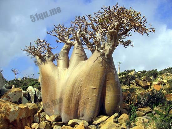 索科特拉（Socotra）