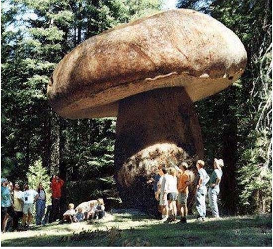 巨大香菇