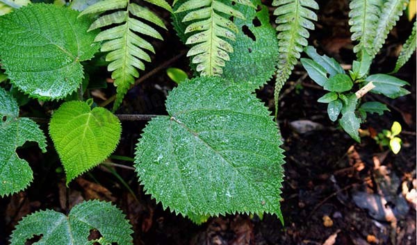 金皮树（gympie-gympie stinging tree）