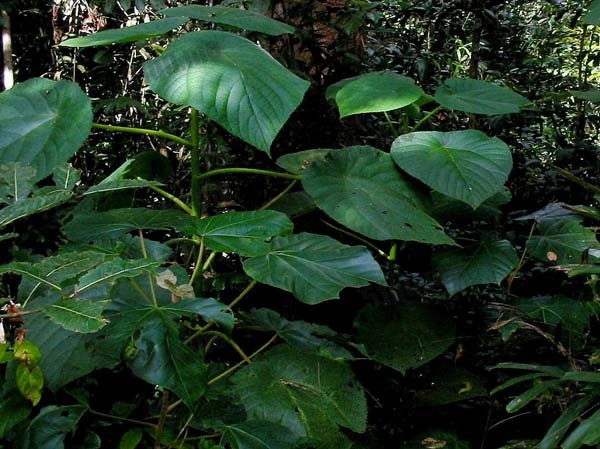 金皮树（gympie-gympie stinging tree）