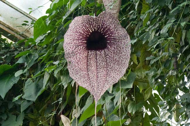 巨花马兜铃学名为“Aristolochia grandiflora”