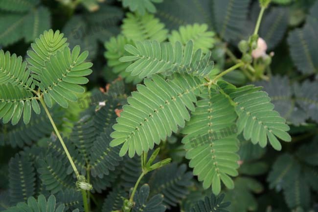 含羞草学名为“Mimosa pudica”