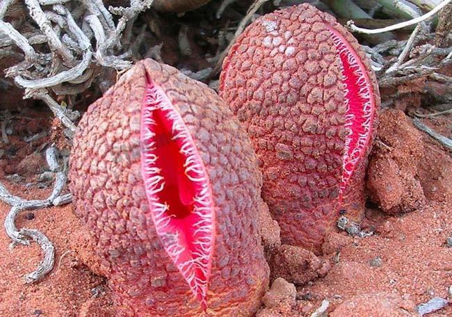 非洲白鹭花学名为“Hydnora africana”