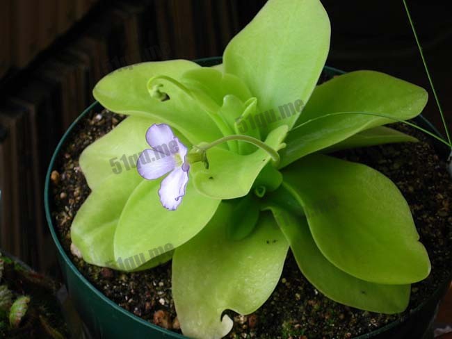 捕虫堇学名为“Pinguicula gigantea”