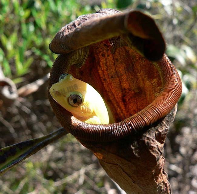 猪笼草学名为“Nepenthes attenboroughii”