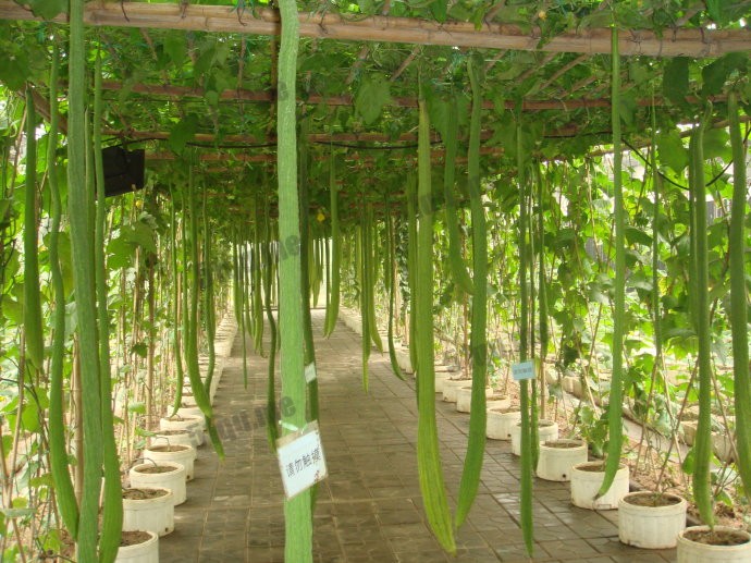 世界上最长的丝瓜