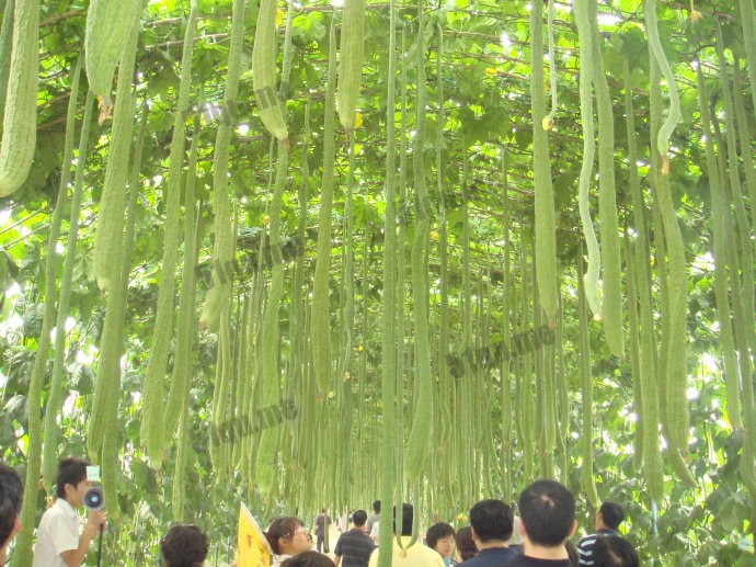 世界上最长的丝瓜