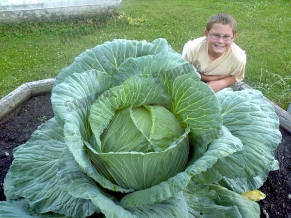世界上最大的白菜（world's largest cabbage）