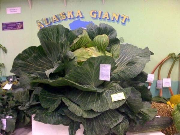 世界上最大的白菜（world's largest cabbage）