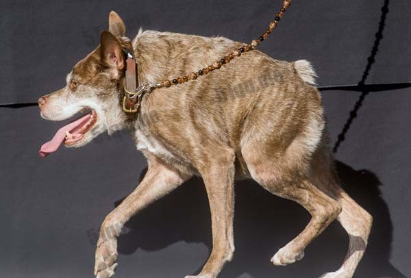 世界上最丑的狗（world's ugliest dog 2015）