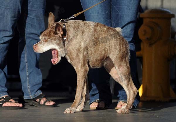 世界上最丑的狗（world's ugliest dog 2015）