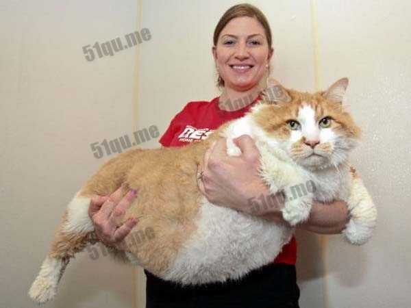 世界上最胖的猫