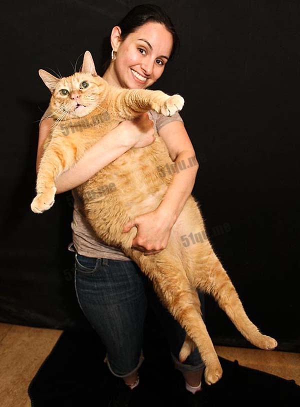 世界上最胖的猫（biggest cat in the world）
